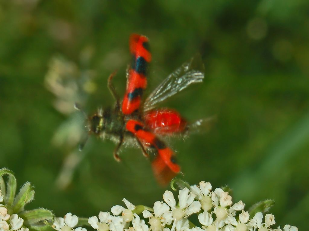 Galleria di insetti in volo